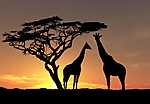 Zsiráfok naplementében vászonkép, poszter vagy falikép