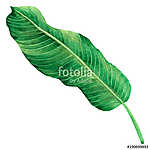 Watercolor painting green leaves,palm leaf isolated on white bac vászonkép, poszter vagy falikép