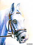 Szürke ló portré (akvarell) vászonkép, poszter vagy falikép