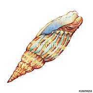 Illustrations of sea shell. Marine design. Hand drawn watercolo vászonkép, poszter vagy falikép