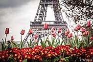 Tulipánok és Eiffel-torony vászonkép, poszter vagy falikép