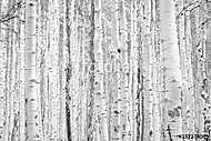 Black and white aspen trees make a natural background texture pa vászonkép, poszter vagy falikép