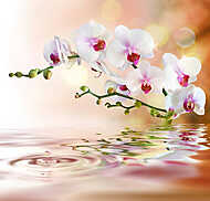 fehér orchideák vízzel cseppenként vászonkép, poszter vagy falikép