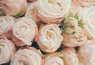 Beautiful fresh beige roses background vászonkép, poszter vagy falikép