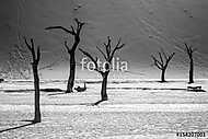Sossusvlei sós tó sivatagi táj halott fákkal és dűnékkel, N vászonkép, poszter vagy falikép