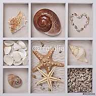 Seashells fehér dobozban vászonkép, poszter vagy falikép