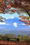 Az őszi szezon a Mt. Fuji Japánban, szép sárga színnel vászonkép, poszter vagy falikép