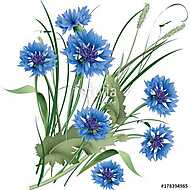 Bouquet bunch of blue cornflowers wildflowers with green leaves. vászonkép, poszter vagy falikép