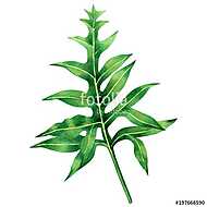 Watercolor painting fern green leaves,palm leaf isolated on whit vászonkép, poszter vagy falikép
