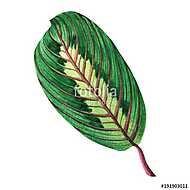Watercolor painting green leaves,palm leaf isolated on white bac vászonkép, poszter vagy falikép