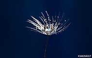 Dandelion seed with water drops closeup. Artistic image of a dan vászonkép, poszter vagy falikép