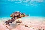 Veszélyeztetett Hawaii Zöld Tengeri Turtle cirkál a meleg vizeke vászonkép, poszter vagy falikép