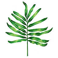 Watercolor painting fern green leaves,palm leaf isolated on whit vászonkép, poszter vagy falikép