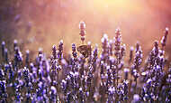 Butterfly at lavender with pastel colours vászonkép, poszter vagy falikép