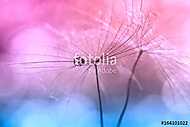 Water drops or dew on a dandelion ,pink background blue color. A vászonkép, poszter vagy falikép