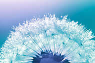 Dandelion closeup with water drops on a blue background. Beautif vászonkép, poszter vagy falikép