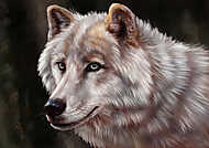 Fehér farkas vászonkép, poszter vagy falikép