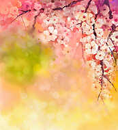 Cseresznye virágok - japán cseresznye - Sakura vászonkép, poszter vagy falikép