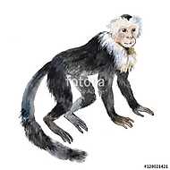 Kapucinus majom vászonkép, poszter vagy falikép