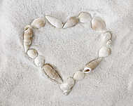 Fehér seashells fehér homokkal vászonkép, poszter vagy falikép