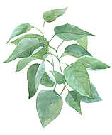 leaf sprig of lilac watercolor illustration vászonkép, poszter vagy falikép