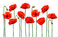 Absztrakt vörös mákvirágok vászonkép, poszter vagy falikép