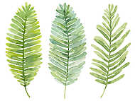 vektoros készlet akvarell levelek. Nyár zöld levelek a páfrány. vászonkép, poszter vagy falikép