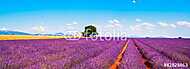 Levendula virágok virágzó mező, ház és fa. Provence, Franc vászonkép, poszter vagy falikép