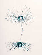 Fluffy dandelion with dew drops and reflection. Artistic image. vászonkép, poszter vagy falikép