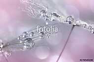 Dandelion with silvery drops of dew on a multi-colored gentle ba vászonkép, poszter vagy falikép