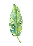 Tropical banana leaf illustration vászonkép, poszter vagy falikép