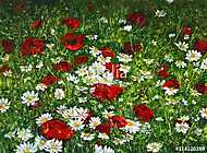 Flower fields vászonkép, poszter vagy falikép