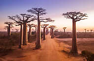 Afrikai naplemente a majomkenyérfa úton vászonkép, poszter vagy falikép