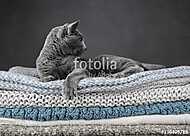Orosz kék macska textileken vászonkép, poszter vagy falikép