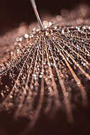 Abstract dandelion with water drops. Beautiful macro. Selective vászonkép, poszter vagy falikép
