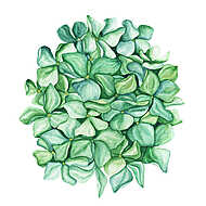 Green hydrangea flower art. Beautiful artistic backdrop. Ideal f vászonkép, poszter vagy falikép