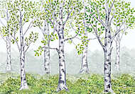 Nyírfák, nyírfa erdő háttér vászonkép, poszter vagy falikép