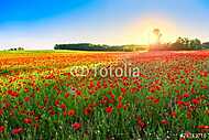Poppies field at sunset vászonkép, poszter vagy falikép