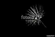 Dandelion seeds with dew drops on black background, closeup. Sil vászonkép, poszter vagy falikép