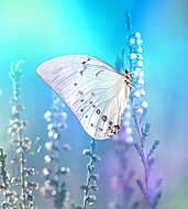 Beautiful white butterfly on white flower buds on a soft blurred vászonkép, poszter vagy falikép
