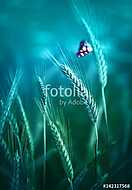 Young ears spikelets of rye in the spring outdoors on a blue-gre vászonkép, poszter vagy falikép