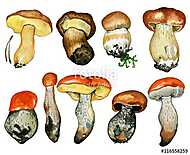 Wild mushrooms. Hand drawn watercolor painting isolated over whi vászonkép, poszter vagy falikép