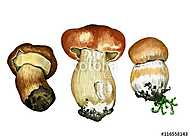 Wild mushrooms. Hand drawn watercolor painting isolated over whi vászonkép, poszter vagy falikép