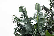 Banánfa levelek - fototapéta minta vászonkép, poszter vagy falikép