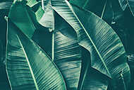 Banánfa-levelek fotó vászonkép, poszter vagy falikép