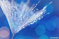 Dandelion Seeds in the drops of dew on a beautiful blurred backg vászonkép, poszter vagy falikép