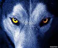 vad farkas gyönyörű szeme. vászonkép, poszter vagy falikép