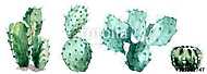 Watercolor set of cactus isolated illustration on a white backg vászonkép, poszter vagy falikép