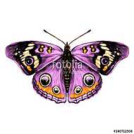 butterfly with open wings top view of symmetry, sketch the graph vászonkép, poszter vagy falikép