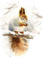Falatozó mókus vászonkép, poszter vagy falikép